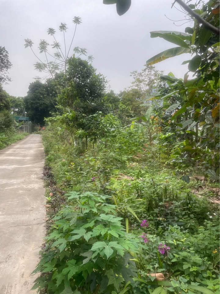 Đất Vườn Tuyên Quang 704m² - Chính Chủ, Sổ Đỏ, Giá Hời