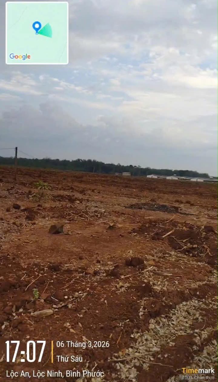 Cho thuê 190ha Đất Đỏ Bazan Lộc Ninh, Bình Phước - Giá 5 Triệu/ha/Năm