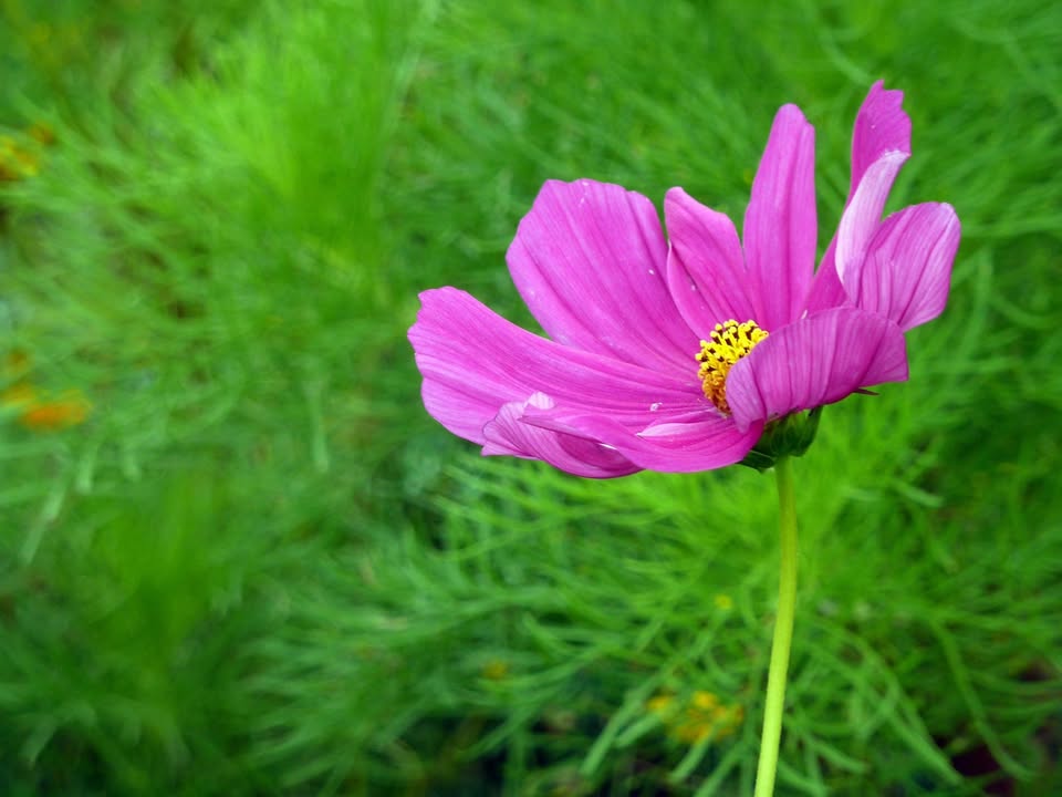 Đất Vườn Dừa 8400m² - Đầu Tư Sinh Lời Tại Bình Đại, Bến Tre