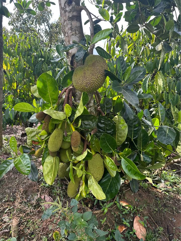 Bán đất 10800m² Đạ Huoai, Lâm Đồng - Sổ hồng riêng, giá 1.85 tỷ