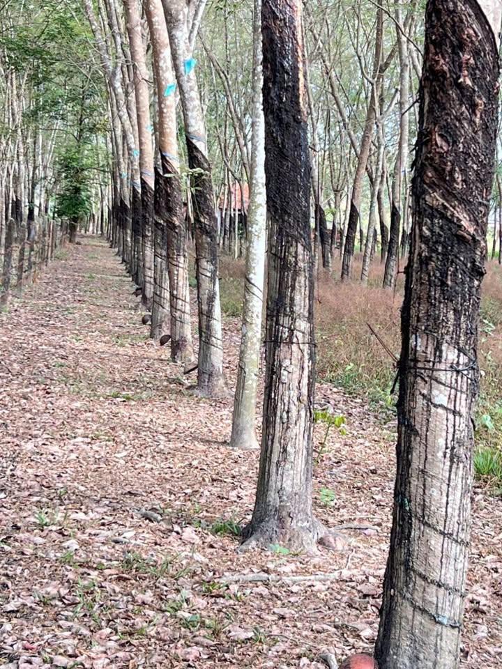 Bán 1.1ha Đất Cao Su Phú Giáo, Bình Dương - Sổ Đỏ Sẵn Sàng