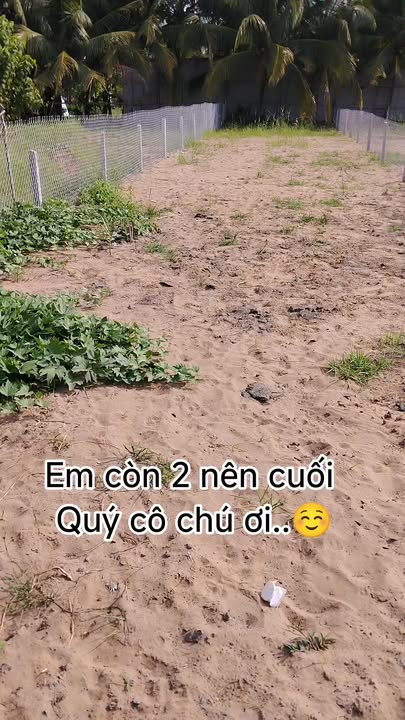 Đất thổ cư Vĩnh Long 174m² - Mặt tiền lộ nhựa, gần KCN Hoà Phú