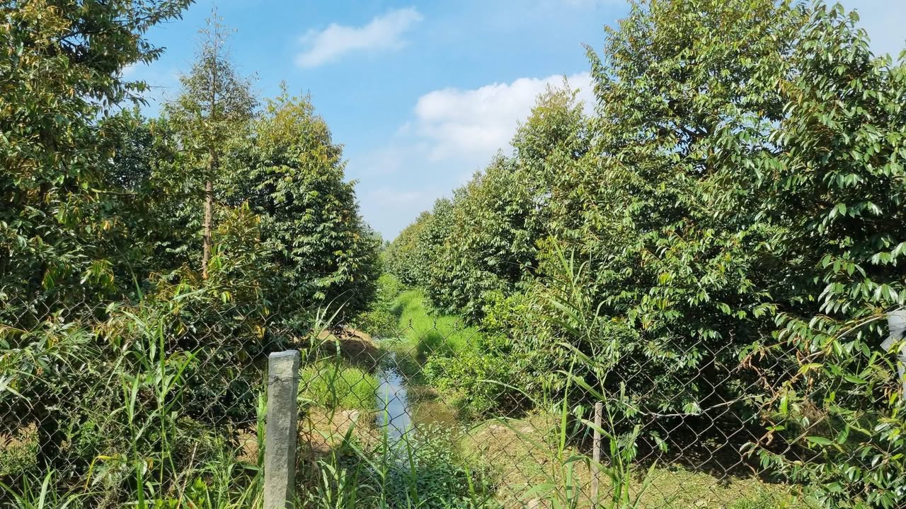 Đất nền view sông Mỹ Đức Tây, Cái Bè - 470m² giá 1 tỷ, tiềm năng nghỉ dưỡng