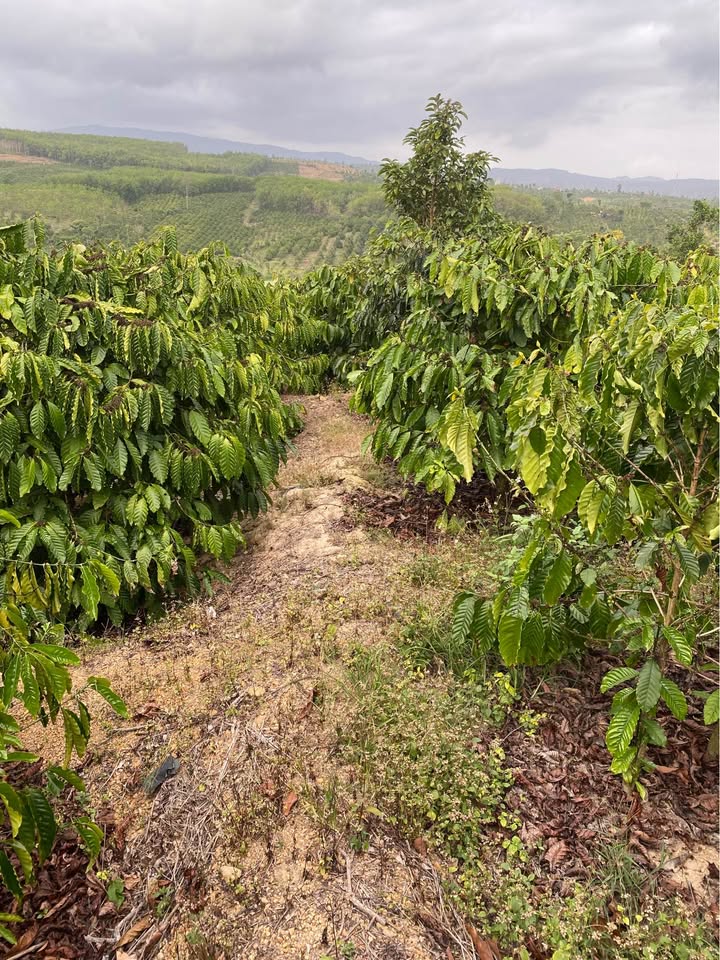 Bán Gấp Farm 9000m² Eadah - Phú Xuân, Đắk Lắk - Sẵn Sàng Kinh Doanh Cà Phê