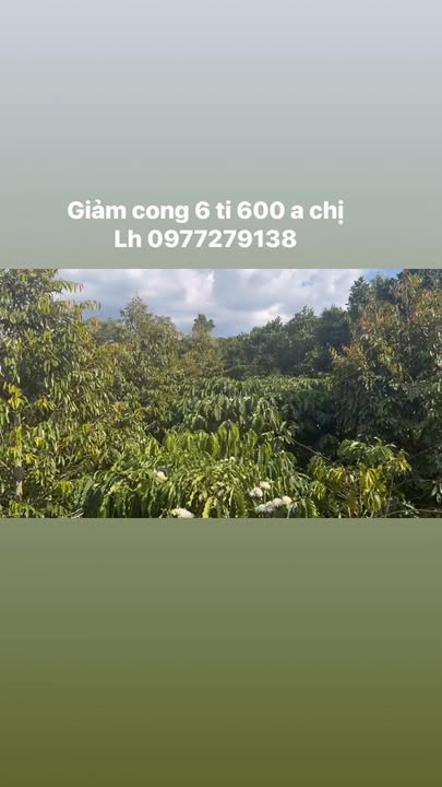 Bán Gấp Farm 18.000m² Sổ Đủ, View Suối Đẹp Tại Lâm Hà