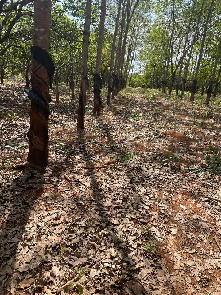 Bán Gấp 30.000m² Đất Cao Su Đức Cơ, Gia Lai - Giá Đầu Tư 2.9 Tỷ