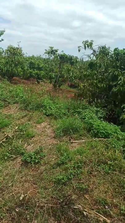 Bán Gấp Đất Vườn 11.071m² Gia Lai - Giá 3 Tỷ