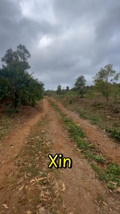 Đất Vườn Gia Lai 4.7ha - Đầu Nguồn Lộc, Thổ Nhưỡng Đỏ Ba Gian