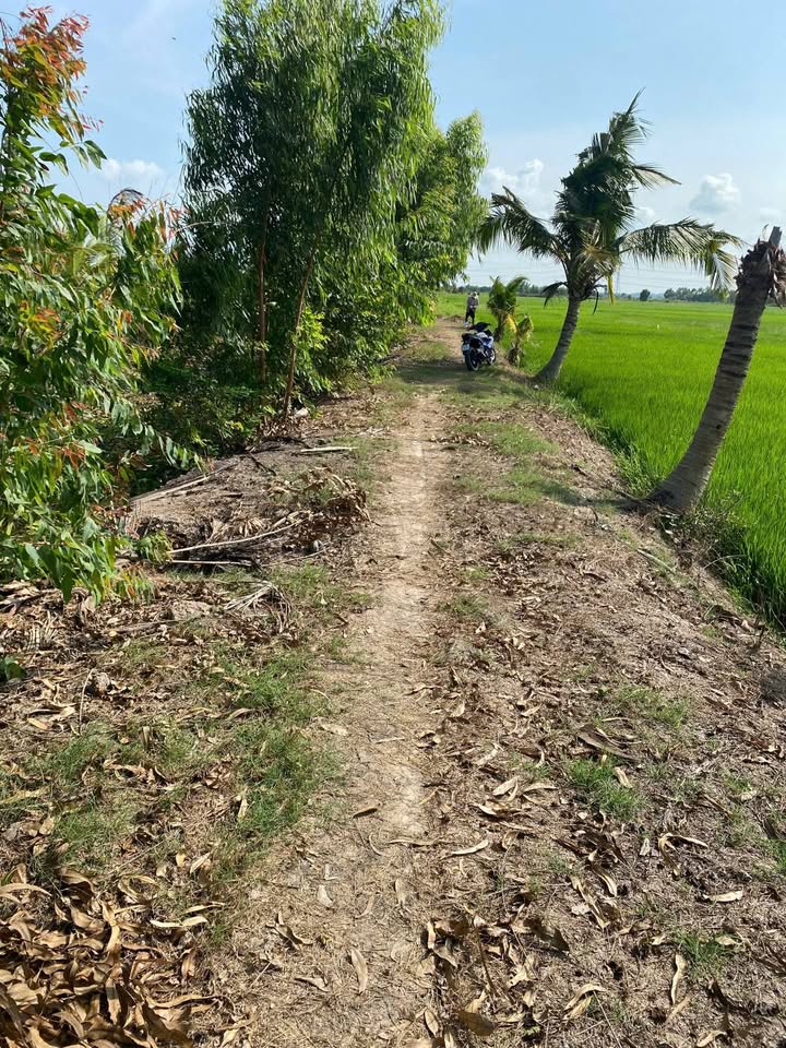 Bán 10.000m² Đất Ruộng 2 Mặt Tiền Kênh, Dân Thành, Trà Vinh - Giá Đầu Tư 1.35 Tỷ