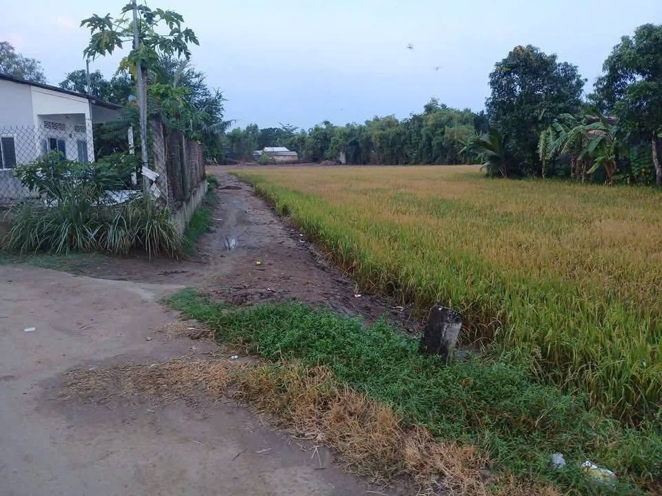 Bán đất vườn 6.385m² Trà Vinh - Giá 19 tỷ/công, tiềm năng nghỉ dưỡng