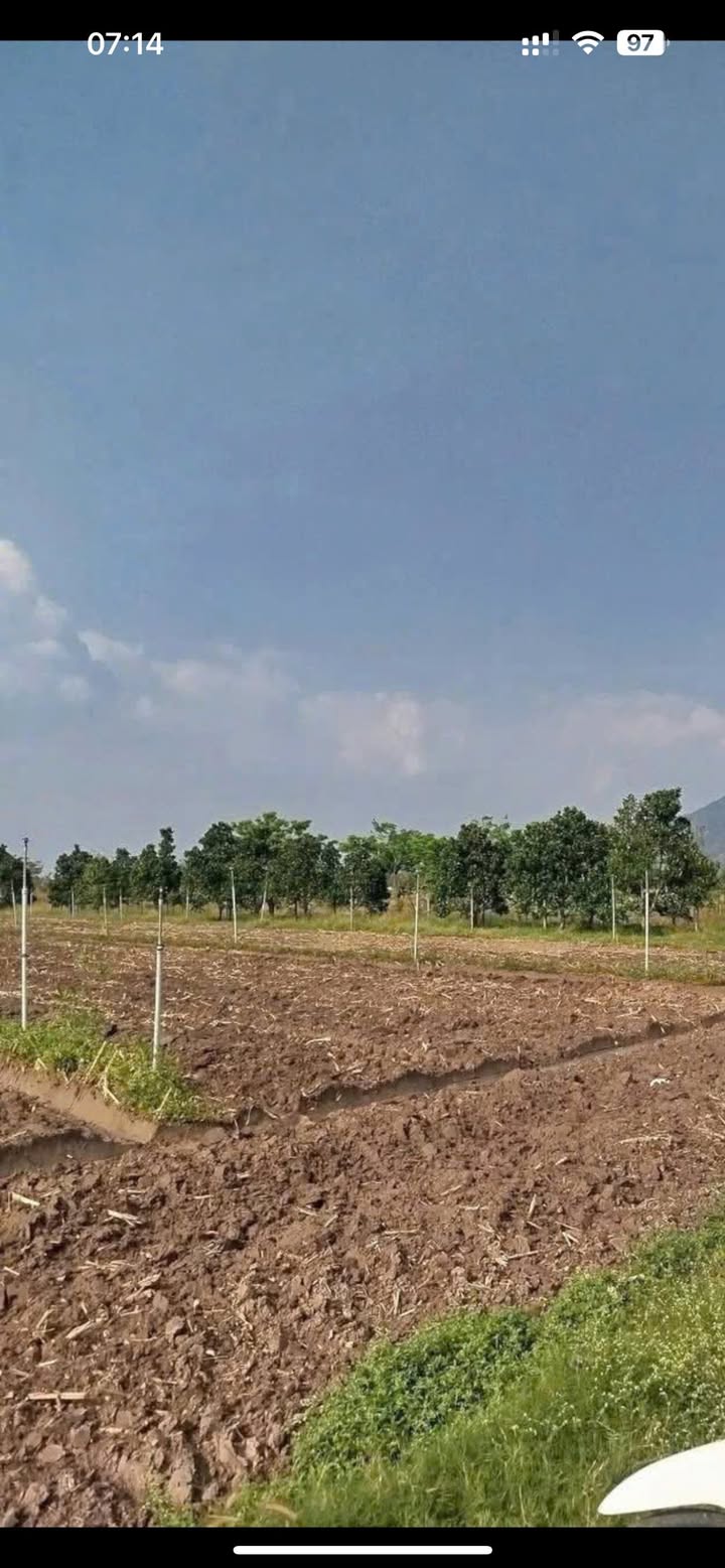 Bán Gấp Đất Vườn 10.000m² Tại Ninh Thạnh, Tây Ninh - Giá 5 Tỷ