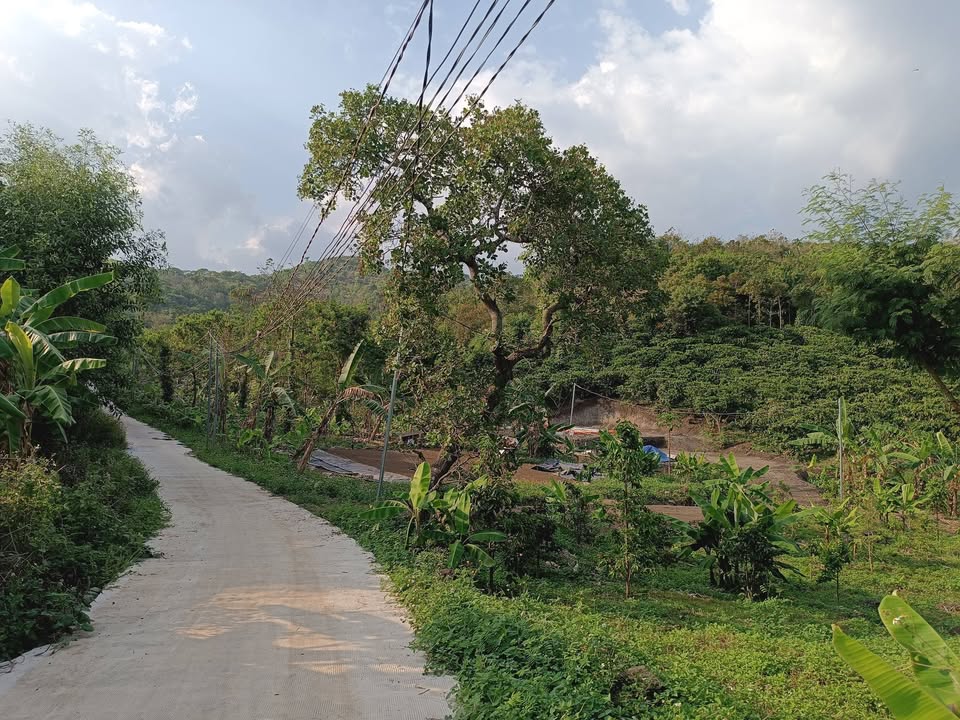 Bán Gấp 1.45ha Vườn Cà Phê Tiềm Năng Tại Cẩm Mỹ, Đồng Nai