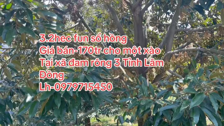 Farm Sầu Riêng 3.2ha Đam Rông, Lâm Đồng - Kinh Doanh Lời Lớn