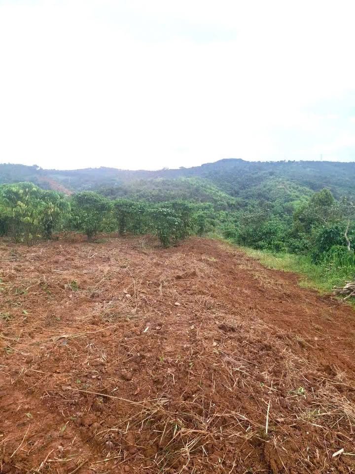 Đất Nền 24.000m² Đồng Tiến, Gia Nghĩa - Sổ Hồng Sẵn Sàng