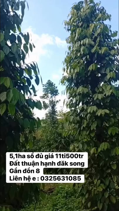 Bán Gấp Farm 5.1ha Đắk Song - Sổ Đỏ Chính Chủ - Giá 11.5 Tỷ