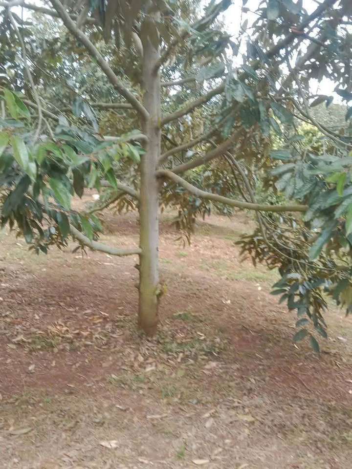 Farm 10.000m² Đắk Lắk - 200 Cây Sầu Riêng, Giá 4.8 Tỷ