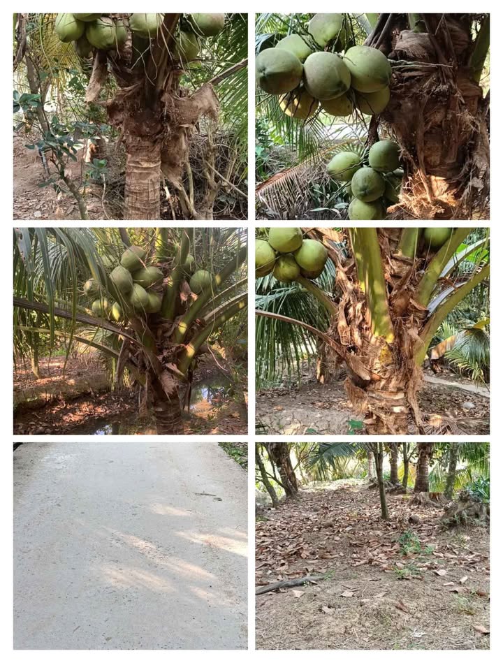 Đất Vườn Bến Tre 746m² - Vườn Dừa Mít Trĩu Quả, Đường Ô tô