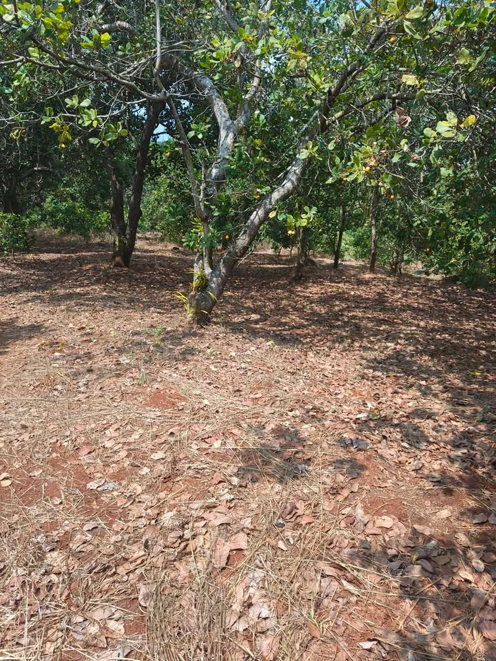 Bán Gấp 20.000m² Đất Điều Vườn Tại Bù Đăng, Bình Phước - Giá 1.7 Tỷ