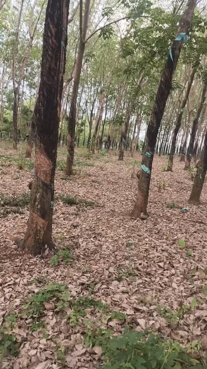 Bán Gấp Đất Vườn 12.600m² Tại Đồng Xoài, Bình Phước - Giá Tốt