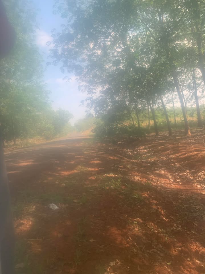 Bán Gấp 1ha Cao Su, Điều Tại Nghĩa Trung, Bình Phước - Giá 2.6 Tỷ