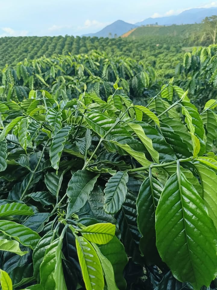 Bán Gấp Farm Cà Phê 3 Hecta Đạ Long, Đam Rông - Đất Đẹp, Sổ Đỏ Rõ Ràng