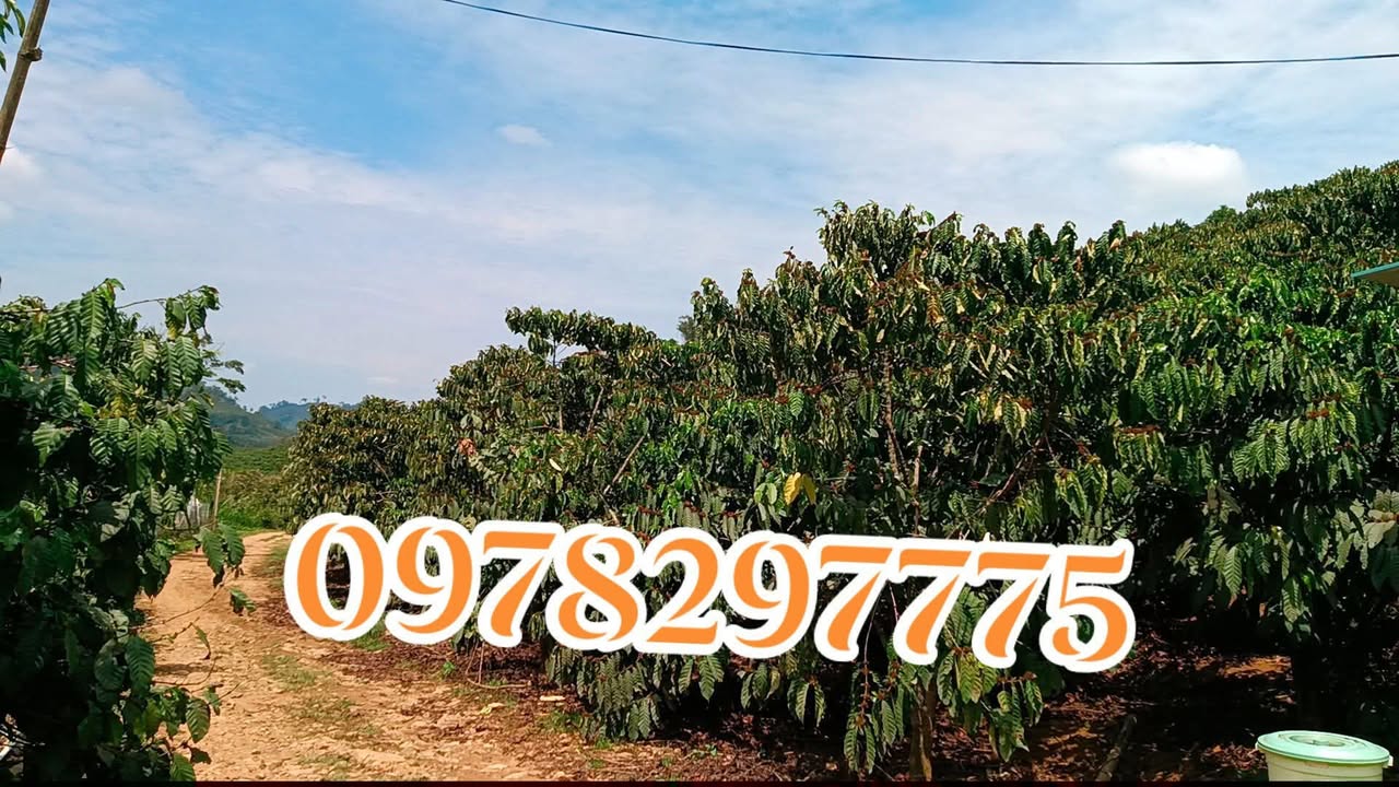 Farm cafe 15.000m² tại Đam Rông, Lâm Đồng - Sẵn sàng kinh doanh