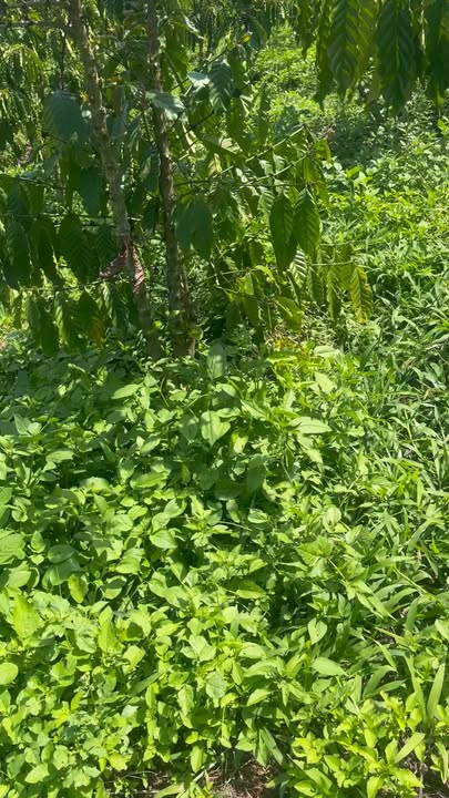 Bán Đất 1700m² Mặt Đường Bê Tông Quảng Khê, Đắk Nông - Nguồn Thu Ổn Định