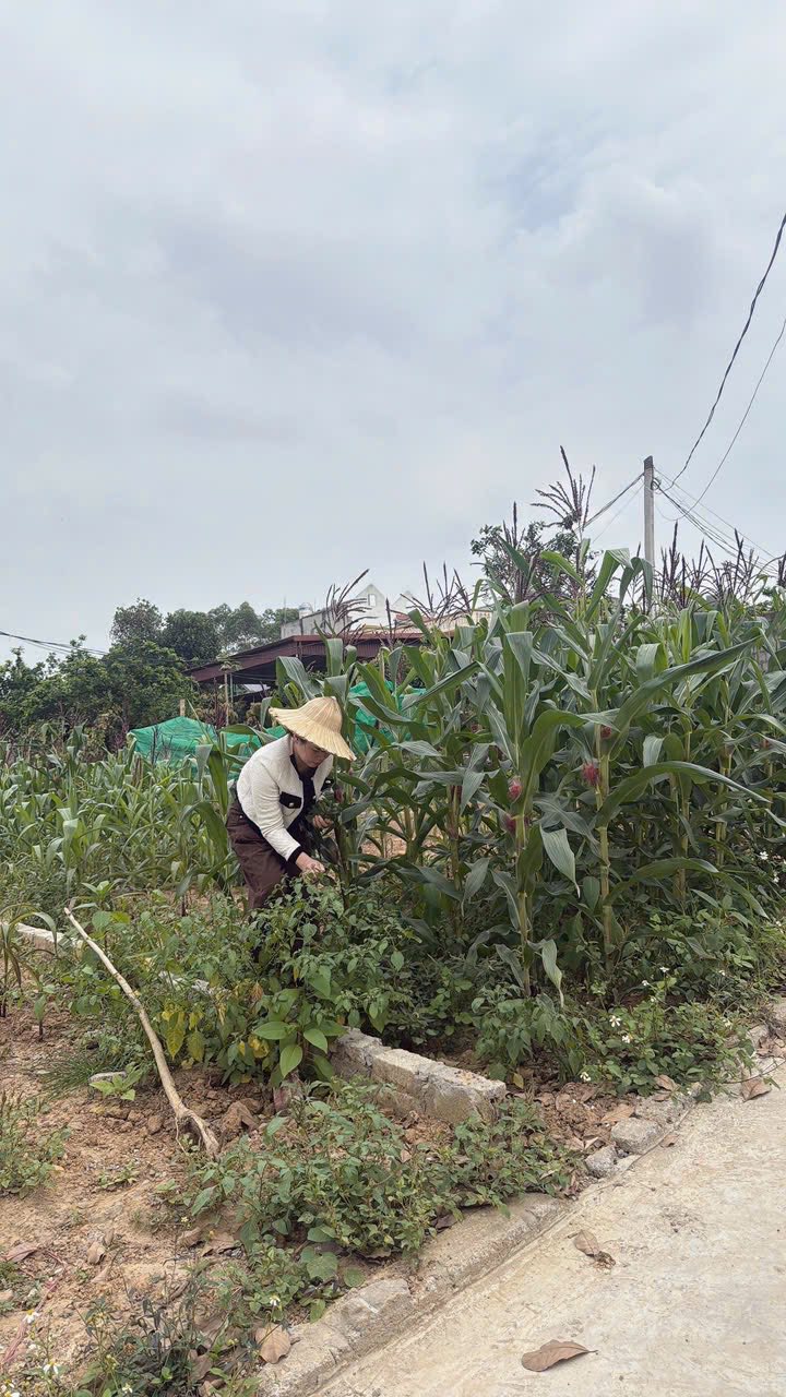 Đất nền Đồi Ngô, Lục Nam 104m² - Sổ sẵn, gần KCN, giá 7xx triệu