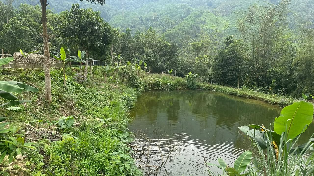 Bán Gấp Farm 2ha Xã Phù Lưu, Hàm Yên, Tuyên Quang - Giá 1 Tỷ
