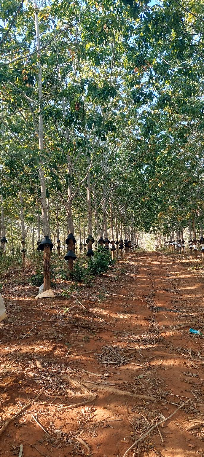 Bán Gấp Farm 1.2ha Ngọc Wang, Kon Tum - 400 Cây Cao Su 8 Năm Tuổi