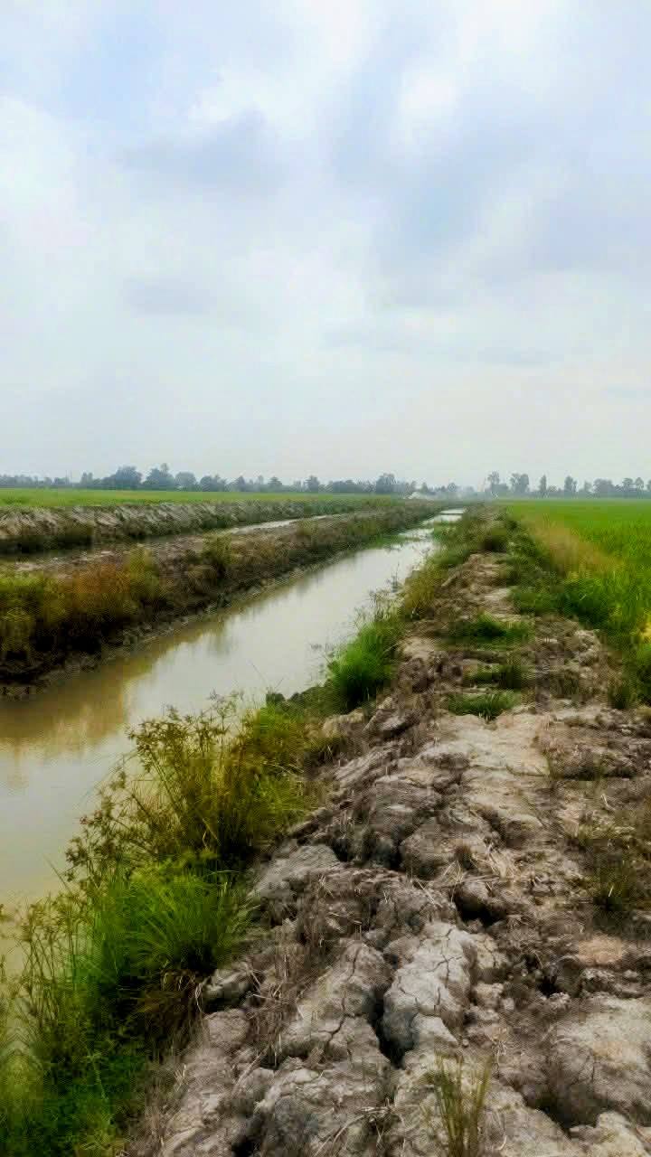 Đất Vườn An Giang 9072m² Mặt Tiền Tuyến Tránh Châu Thành - Đầu Tư Sinh Lời