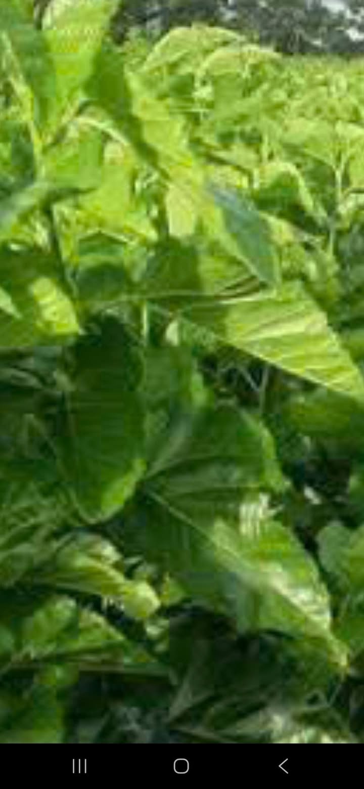 Bán Đất Đạ K' Nàng, Đam Rông 720m² - Sổ Đỏ Riêng, Giá 640 Triệu