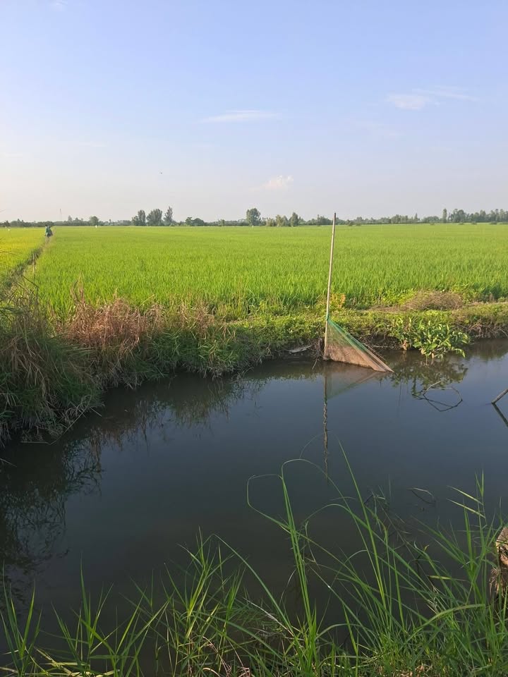 Bán Đất Vườn An Giang 4780m² - Mặt Tiền Kênh, Ô Tô Tới Đất