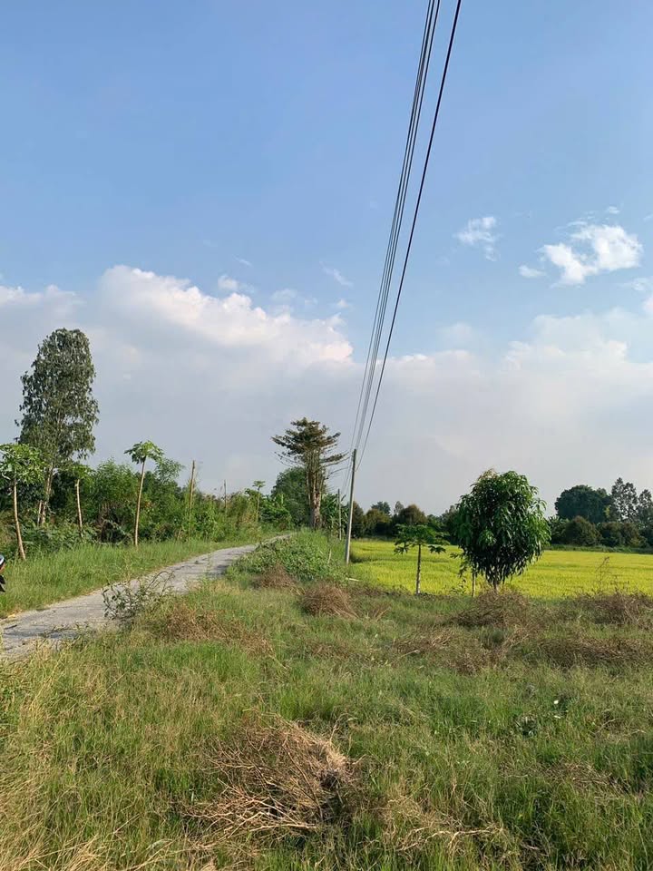 Đất lúa + Thổ cư 4447m² tại Xã Phú Thuận, An Giang - Cơ hội đầu tư tuyệt vời!