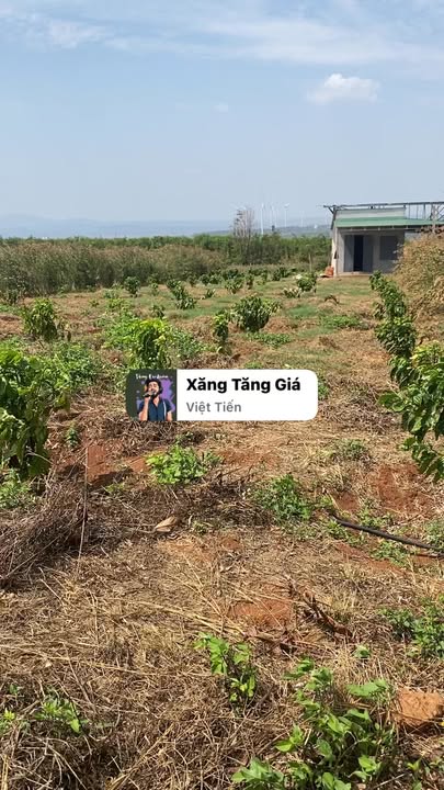 Bán Gấp Trang Trại Cà Phê 2.6ha Ia Le, Gia Lai - Giá Đầu Tư 10.8 Tỷ