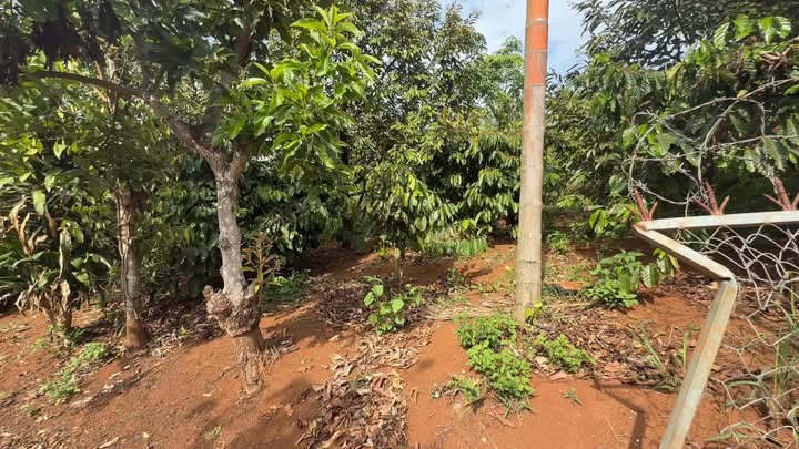 Farm 70.000m² Xuân Trường, Đà Lạt - Vườn cà phê, sầu riêng kinh doanh