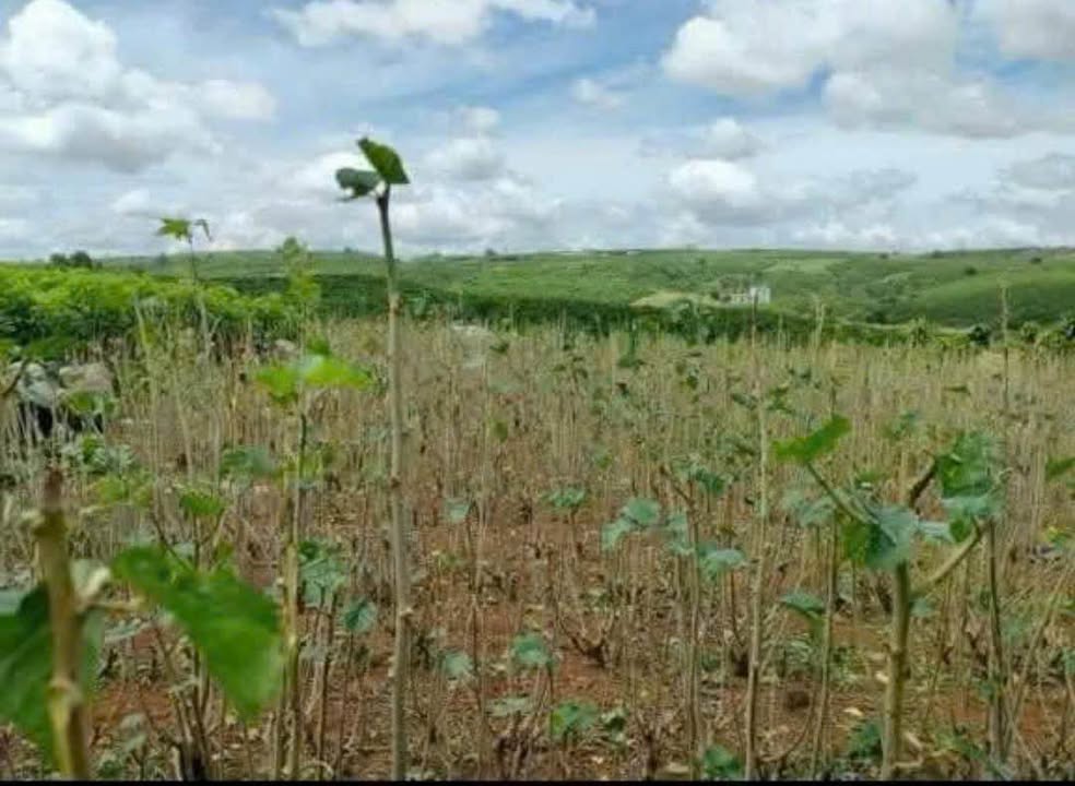 Bán đất Thôn 1 Lộc Tân, Bảo Lộc: 2864m², 2 tỷ, View đẹp, 40m mặt tiền