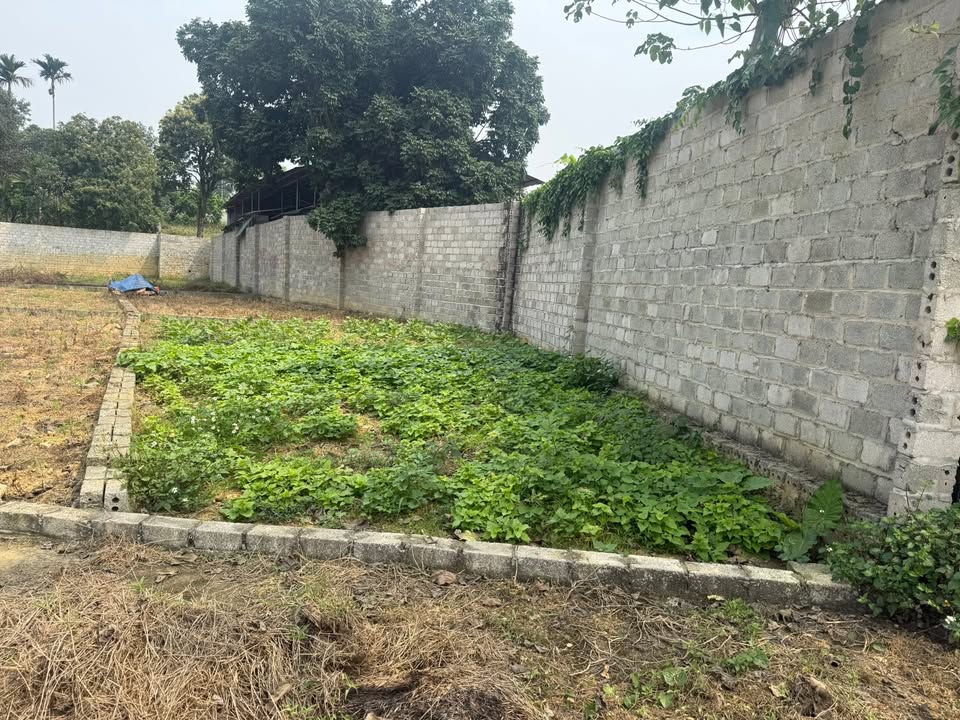 Bán Gấp Đất Nền 80m² Thổ Cư Xuân Mai - Sổ Đỏ Sẵn, Cắt Lỗ Sâu