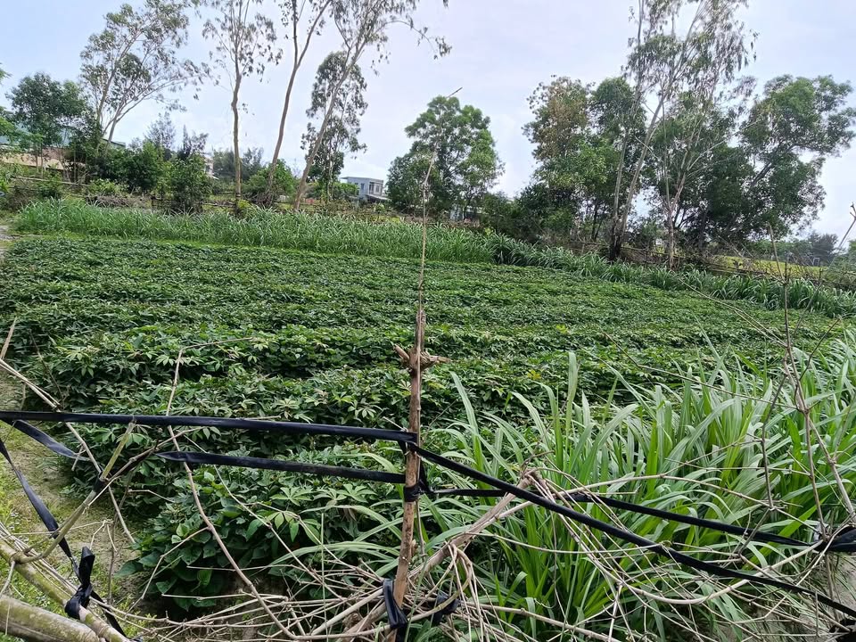 Bán Đất Vườn Thăng Tân, Tam Kỳ - 400m² Lô Góc View Đồng Mát Mẻ, Oto Tới Tận Nơi