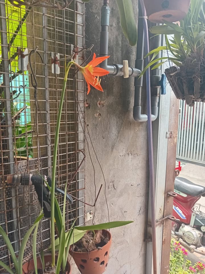 Nhà 52m² Đường Kinh Trung Ương, Bình Chánh - Giá 750 Triệu