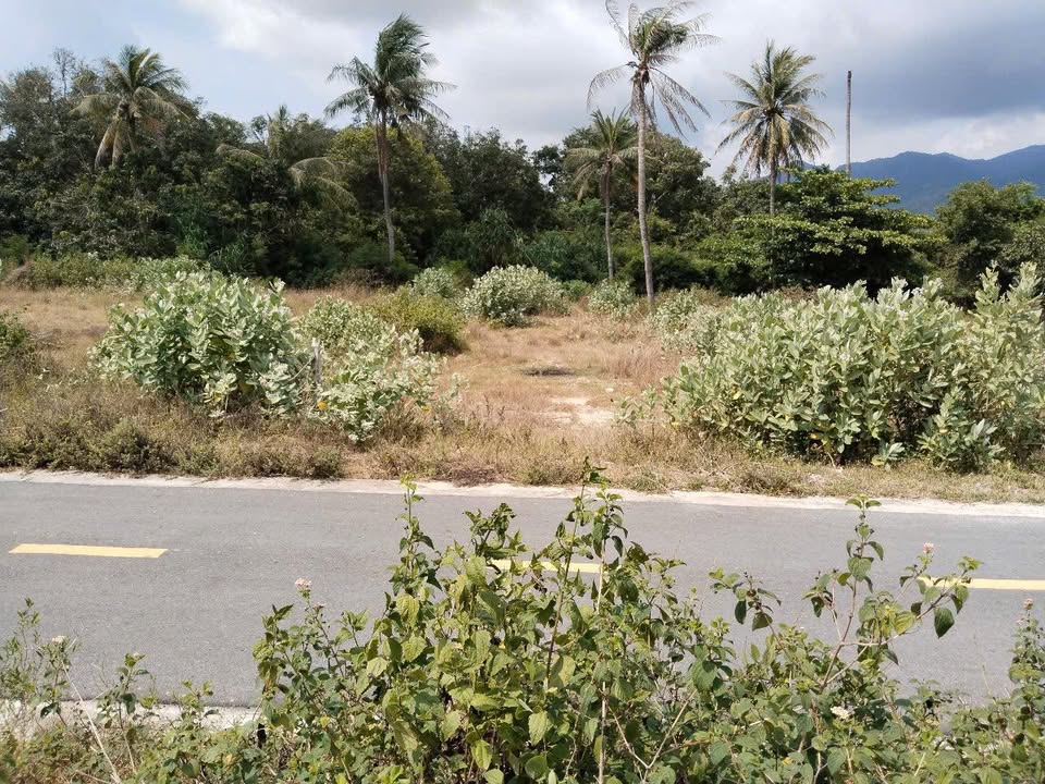 Bán Đất Mặt Tiền Trường Sa Cam Ranh 340m² - Giá 3 Tỷ, Sổ Đỏ Cũ