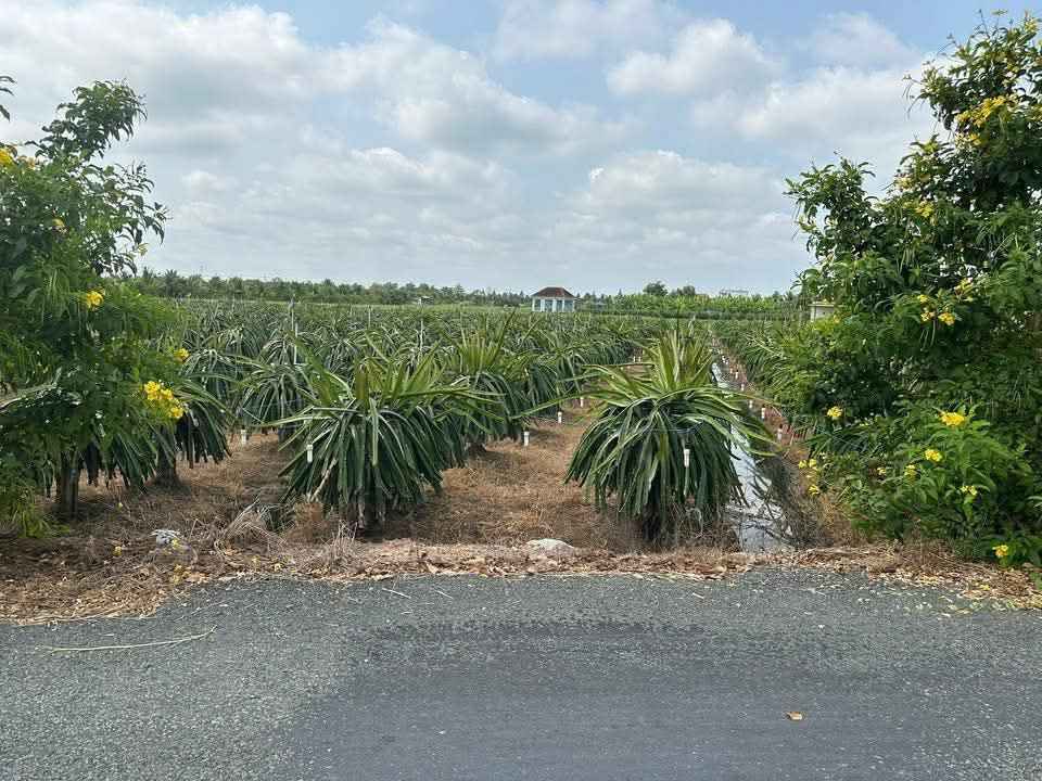 Bán Gấp Đất Lúa 1000m² Mặt Tiền Trần Văn Ngà, Tân An, Long An - Sổ Hồng