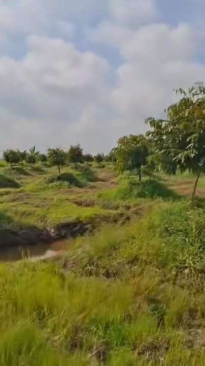 Bán Gấp 6 Công Đất Vườn Cây Trái Sung Lực - Đồng Tháp