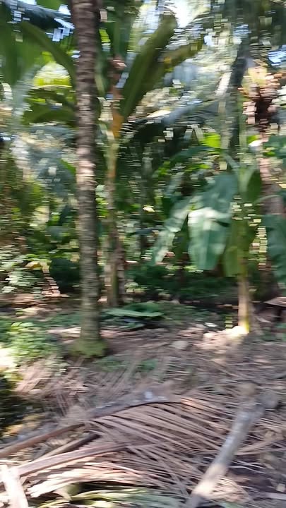 Đất Vườn Dừa Long Hưng 1000m² - Giá Tốt 1.1 Tỷ