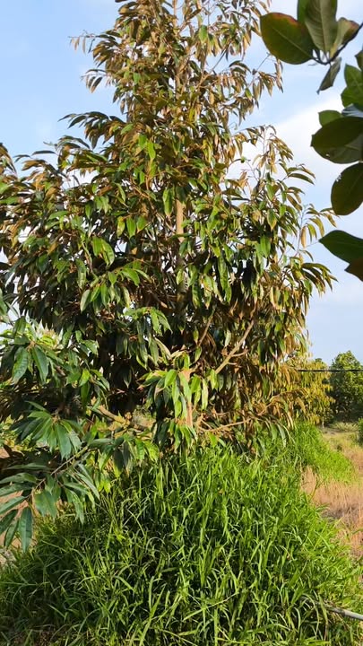 Bán Đất Vườn Sầu Riêng Cái Bè, Tiền Giang - 6200m² Giá Tốt