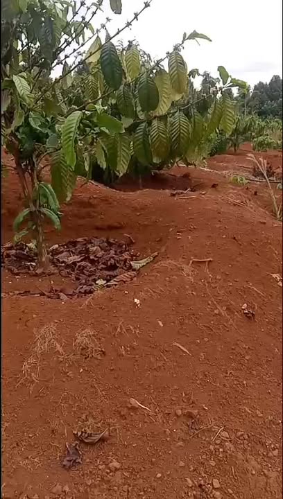 Đất Đỏ Bazan 22.000m² Đăk Ruc, Krông Nô - Giá Chỉ 3 Tỷ