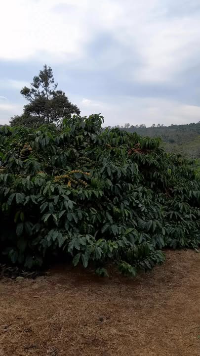 Bán Rẫy Cà Phê 12.000m² Buôn Hồ - Giá 4.7 Tỷ, Giáp Suối, Sẵn Sàng Đầu Tư