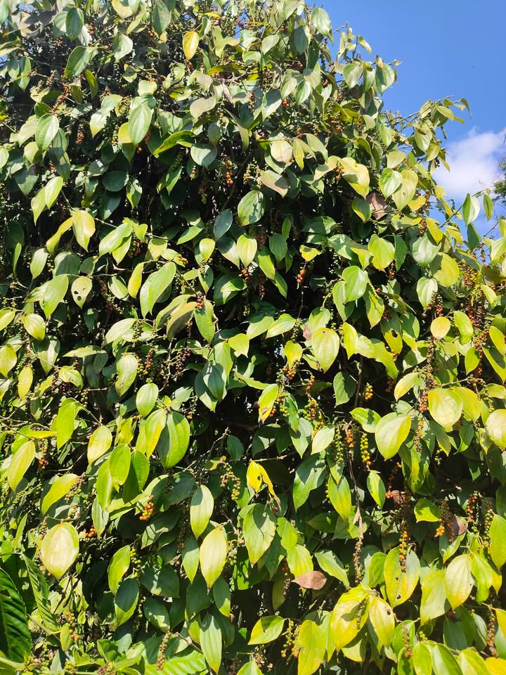 Farm 10.000m² Đắk Lắk - 120 Cây Sầu Riêng 6 Năm Tuổi