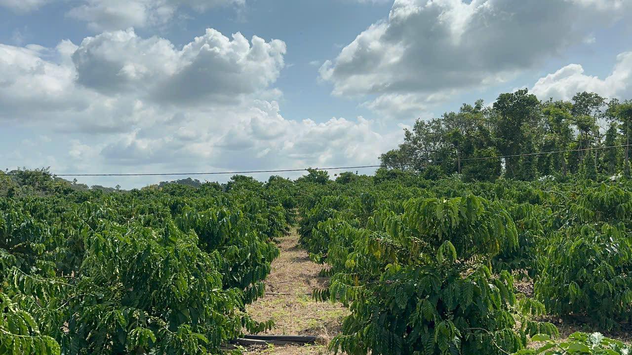 Farm 45000m² Đak Sô - Nguồn Thu Khủng, Sẵn Sàng Kinh Doanh