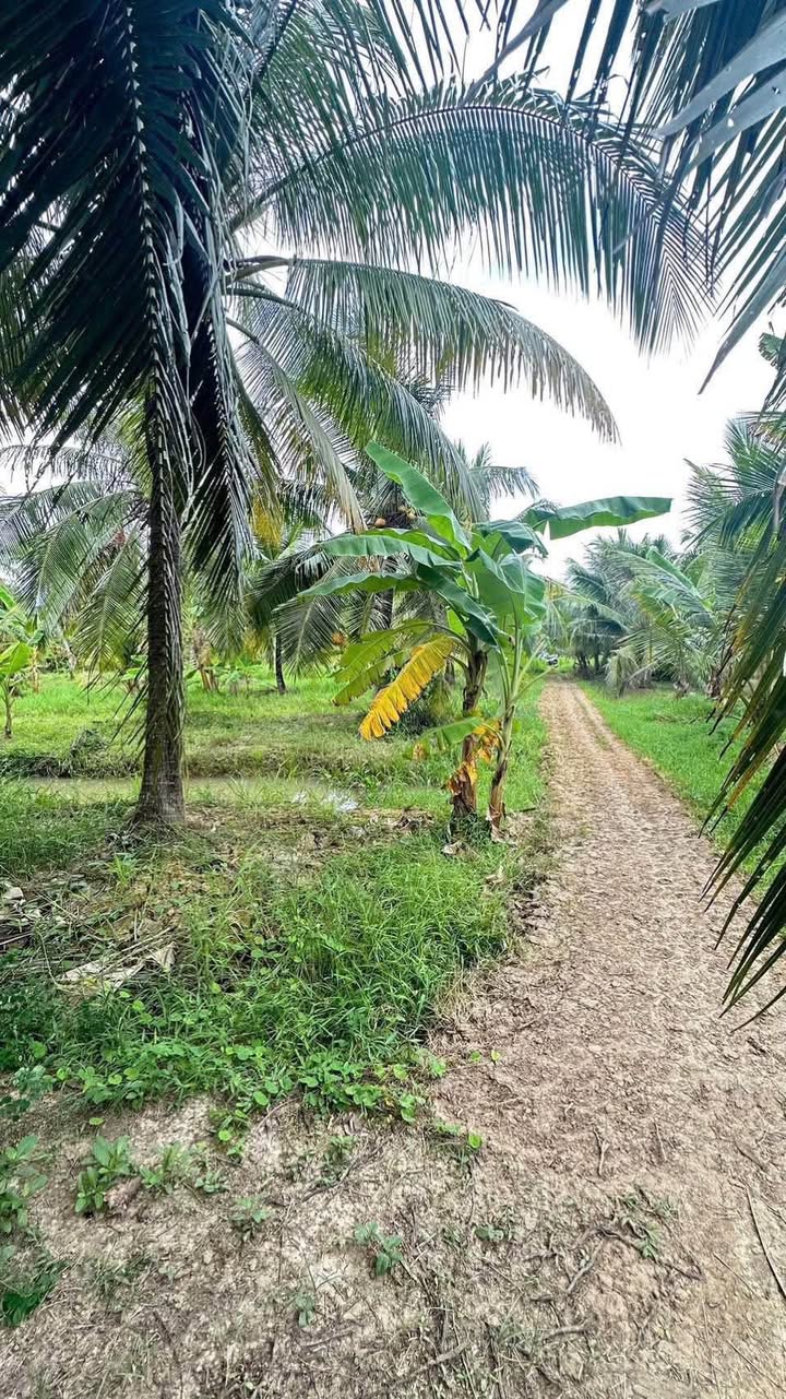 Bán Gấp Đất Vườn Dừa Bến Tre 1500m² - Giá Mềm Chỉ 879 Triệu